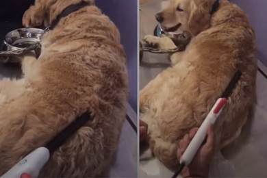 Erfahrungsbericht - Hund mit Schmerzen an Schultergelenken - Wassermatrix